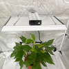 Princeps euismod Horticultural Led crescat lux tomatoes