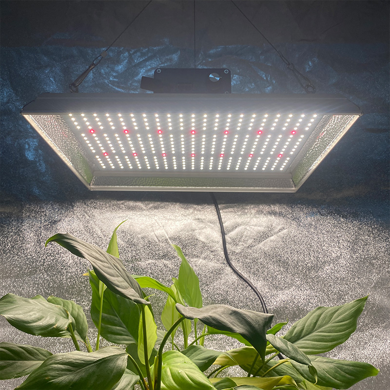 Crescere horto lux LED princeps euismod in tropical plants