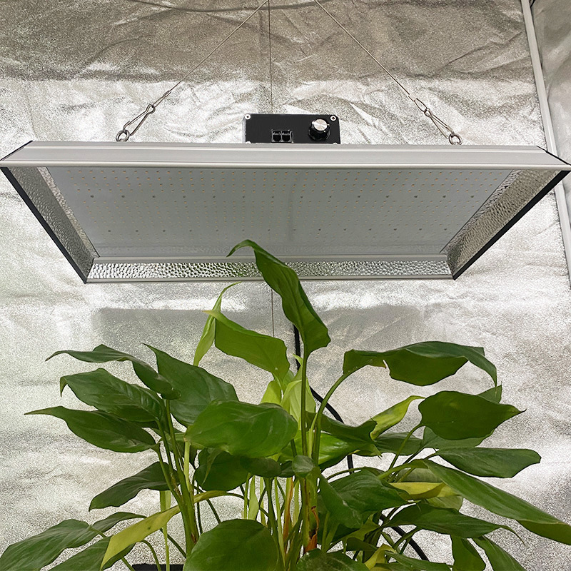 Princeps euismod Horticultural Led crescat lux tomatoes