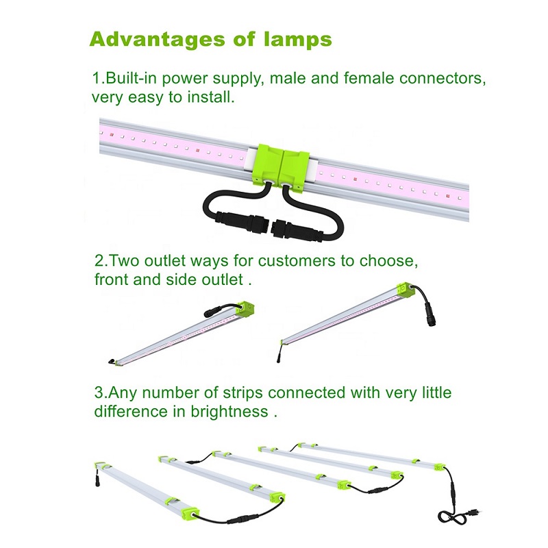 Princeps euismod 40watt Linearibus ducitur lumen ad Orchids