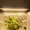 Planta 300w Lux crescit in succulentis