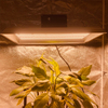 Hydroponic CD Watt DUXERIT crescere lumen chillies